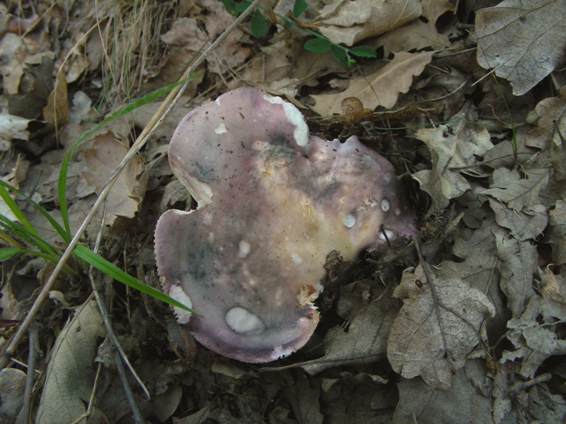 Un polentone in castagneto